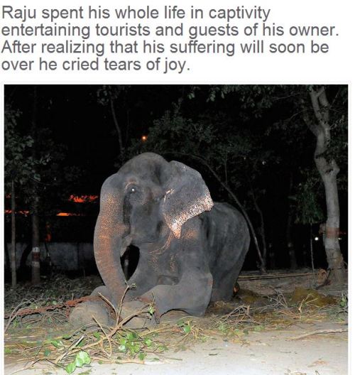 angelclark: Elephant Raju Cries After Being Rescued From 50 Years Of Suffering In Chains  This 