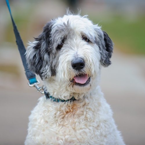 Rufus, (3-y-o), Sheepadoodle, Winnipeg.• #Animalwelfare #wedontdeservedogs #fortheloveofdogs #winnip