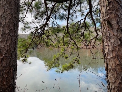 Theres So Much Beauty In Common Things. Life Is Too Short Not To Appreciate The Pines.