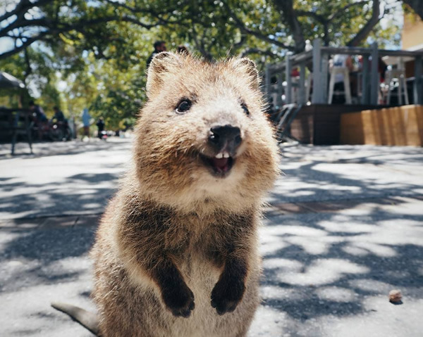 wtbw:  (via It’s Impossible to be Grumpy After You See These Quokka Pics - Neatorama)