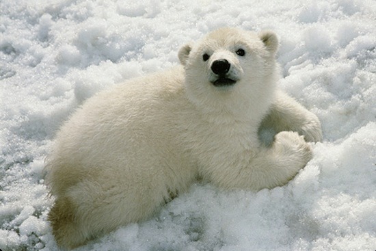 thebearyvest:  I want to say congratulations to all of my friends who passed their