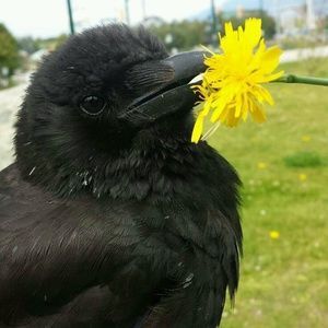 imsorrysonia: crows!!!! holding flowers!!!!! walking!!!!!! holding round things!!!