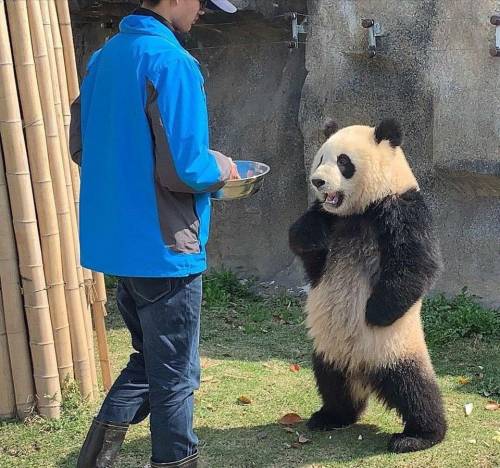 sgtdaisuke: everythingfox: “yasss bamboo shoots, my fave” ようやく持ってきたか、このばかちんがぁ パンダさん怒ってる(笑)