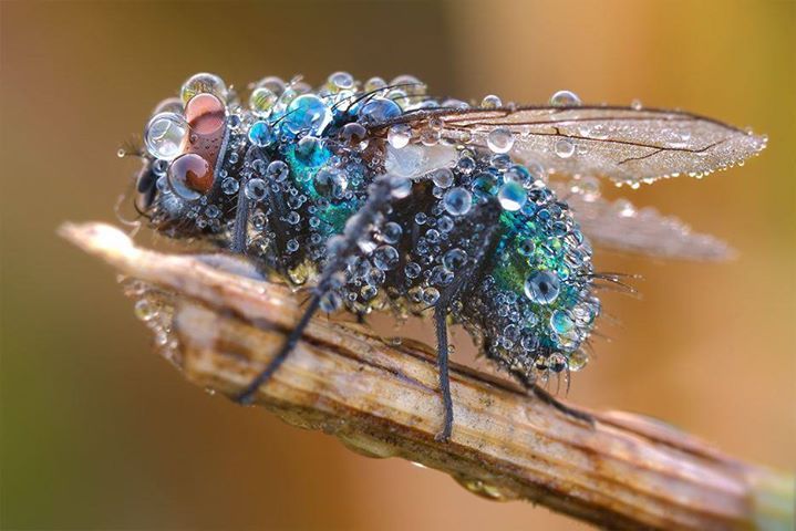 inspirationfeed:
“ Fly covered in morning condensation http://ift.tt/1MVZE5d
”