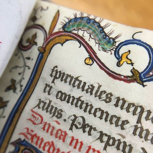 muspeccoll:Here’s an adorable marginal caterpillar from our early sixteenth-century processional for