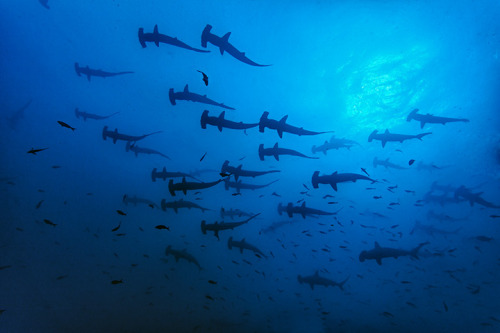 beyondtheseablog: nubbsgalore: hammer time. schools of scalloped hammerhead sharks photographed in t