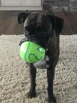 awwww-cute:  My parents boxer with her favorite