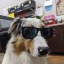 dipperthedog