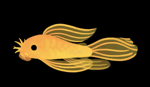 pikaole:Pleco![ Patreon / twitter / behance / redbubble shop / society6 ]