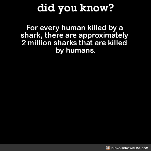 did-you-kno: did-you-kno: For every human killed by a shark, there are approximately