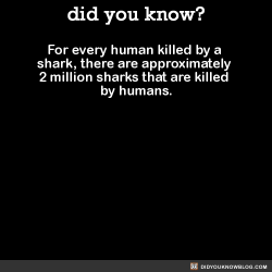 did-you-kno: did-you-kno: For every human killed by a shark, there are approximately 2 million sharks that are killed by humans.  Source 