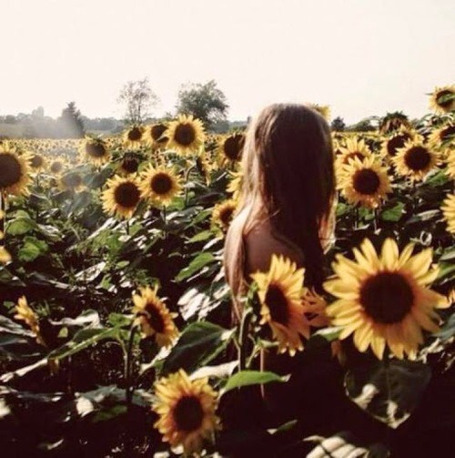 flower field