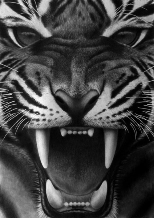 c-mela:  scorpionsilk:  Fangs III, pencil by Panthera11   Dopo aver preso il caffè.