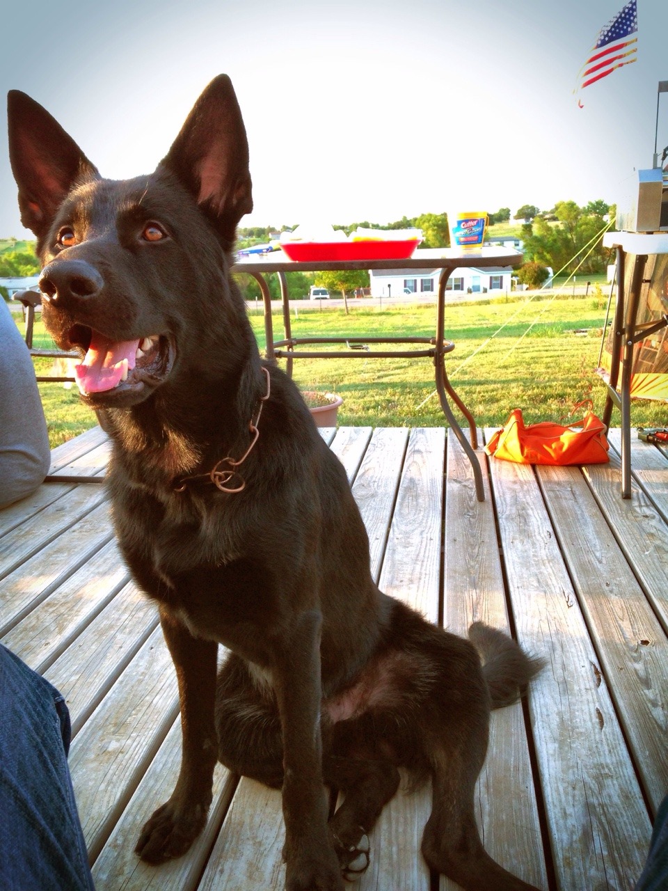 handsomedogs:  My service dog, Bishop, waiting on fireworks this Fourth of July.