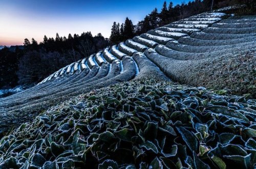 Frosty dawn over Kyoto prefecture tea gardens, magical light for these pictures by @v0_0v______mk