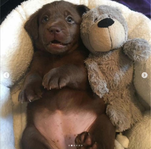 babyanimalgifs:Puppies with their stuffies!