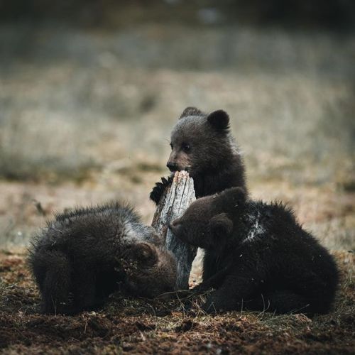 renamonkalou:We are family! 📷 Stian Norum porn pictures