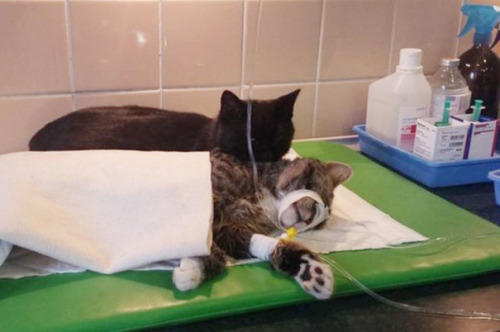 artwoonz:  I will tell you the story of the nurse cat radamenes  Incredible Nurse Cat From Poland Looks After Other Animals At Animal Shelter  Radamenes, an angelic little black cat in Bydgoszcz, Poland, has come through hell and high water to help the