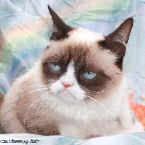 Grumpy Cat Social Media: Facebook, Twitter and Instagram.
Grumpy Cat: A Grumpy Book on BN.com and IndieBound