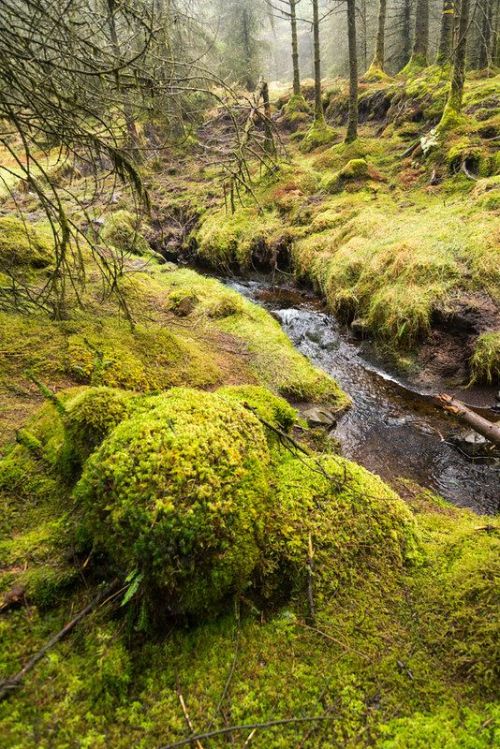 silvaris:  Glenariff Forest by David Kirkpatrick
