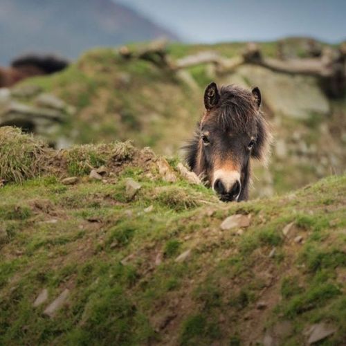 national-trust:Peek-a-boo… A member of Herd 423 at Countisbury plays a game of hide and seek.