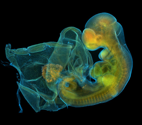 house-of-gnar:  Fluorescent Embryos  [Image 1] Chick ectopic limb. An FGF-4-soaked bead was implanted at stage 14. The embryo was fixed four days later, and stained with alcian blue to reveal the developing cartilage of the skeleton. An ectopic limb