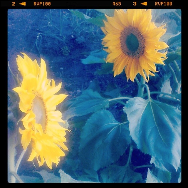 Очаровахи #sun #cute #sunmer #sunflowers