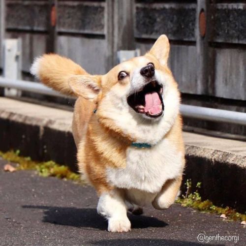 cuteanimals-only:Gen the disney corgi 