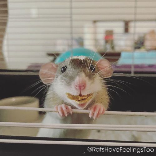Toupee Explore Tumblr Posts And Blogs Tumgir Toupee Explore Tumblr Posts And Blogs Tumgir