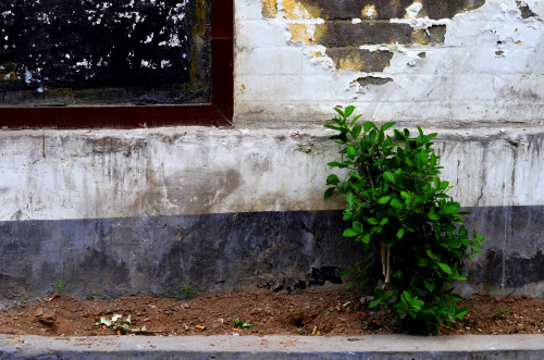 A small bush grows amidst discarded cigarette butts in a back alley, Anyang, China.