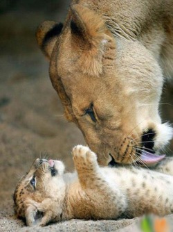 Bath time for baby (lioness with her cub)