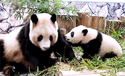 pandasgifs:   baby panda run, catch me mom!