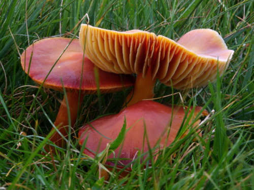 There are a number of species of bright red waxcap growing in grassy places in the UK. I’m gue