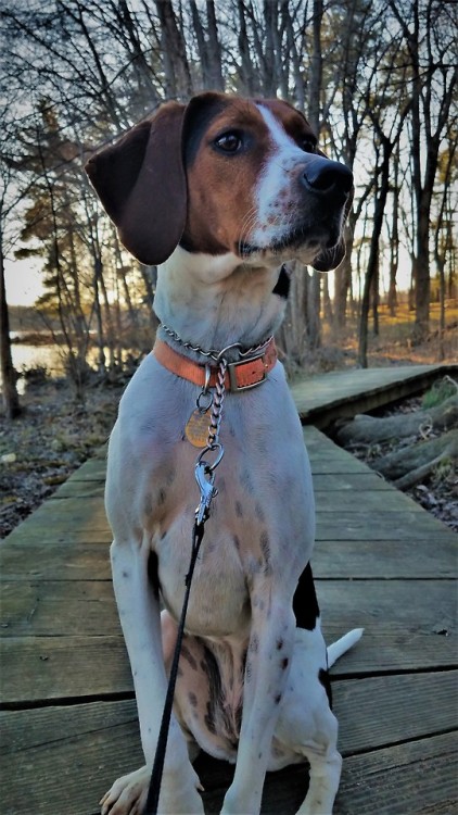 Biscuit and I made a trip to a lake with a small population of Yellow Perch (spoiler: we still haven