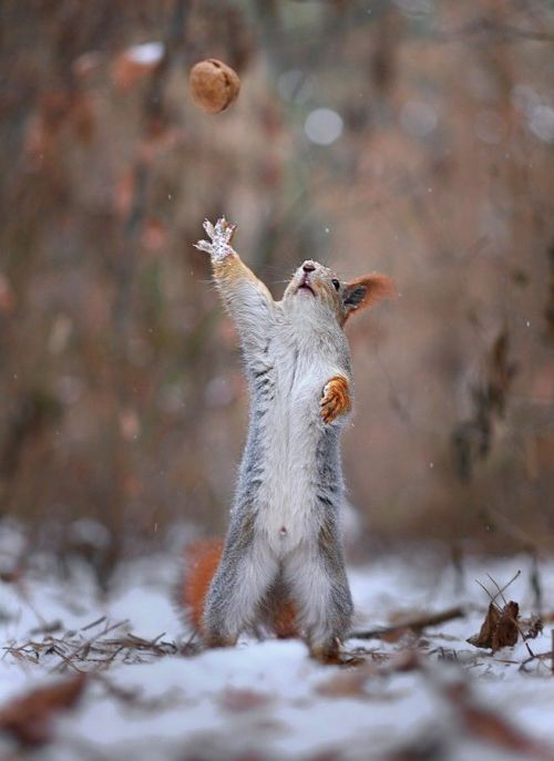 maya47000:  Funny squirels by Vadim Trunov :-))) 