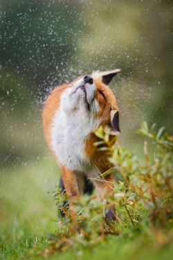 northwoodswonder:  wolverxne:  Shake it baby! | by: { Pim Leijen }  nature hoe