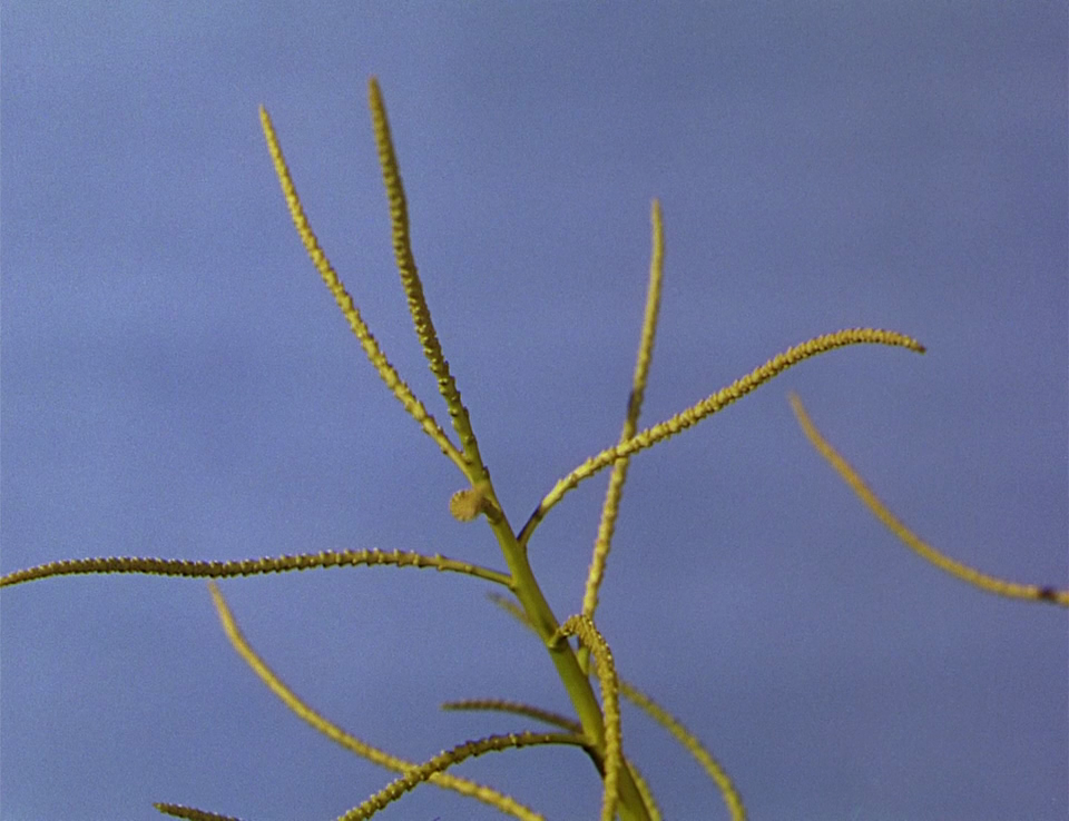 365filmsbyauroranocte:   The River (Jean Renoir, 1951)  