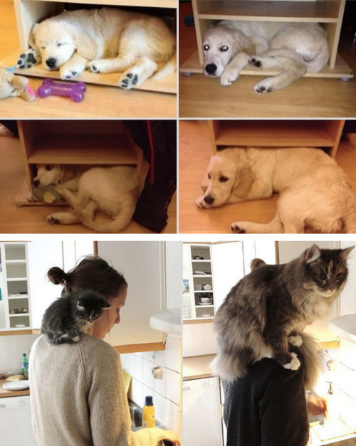 relishinganonymity:  tastefullyoffensive:  Before and After Pictures of Animals Growing Up [via]Previously: Animals Using Other Animals as Pillows  :) 