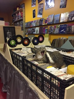 unflatteringcatselfies:this is record store kitty she does whatever she wants bc it’s her store