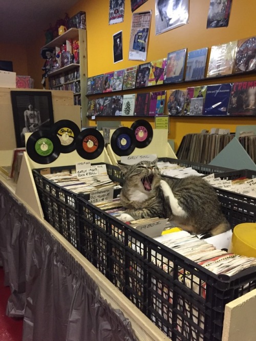 Porn photo unflatteringcatselfies:this is record store