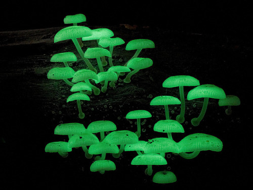 odditiesoflife:The Magical World of Living LightThis is the mysterious spectacle of bioluminescence.