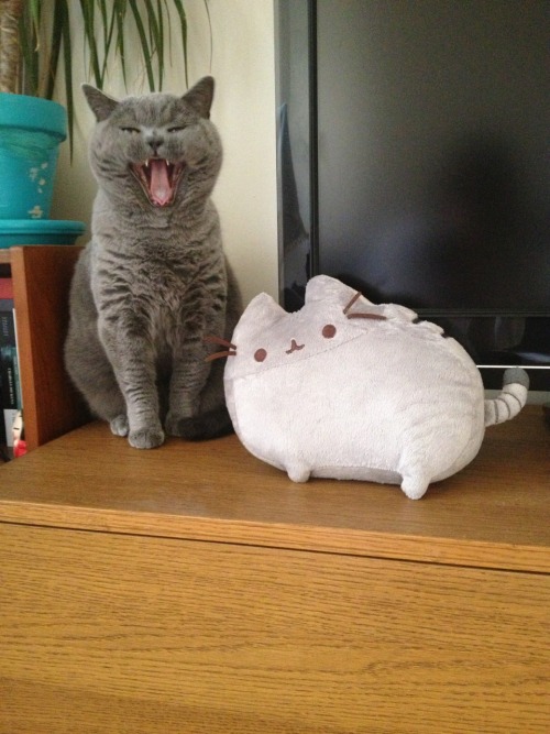 vneilv: When Baby met Pusheen.