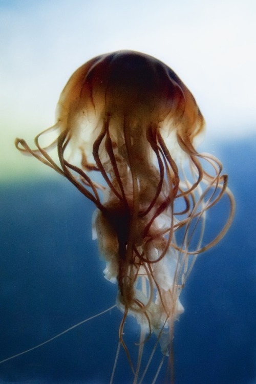 eqiunox:Octopus Jellyfish by zeev stein on Fivehundredpx