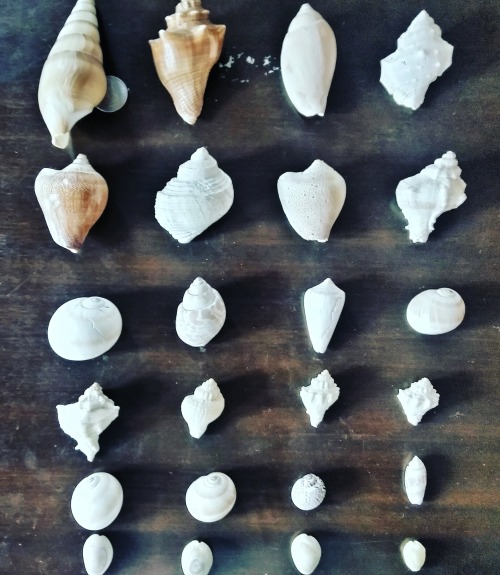 debayanpal:My gastropod collection…..all dextrally coiled gastropods ……hope that will find one sinis