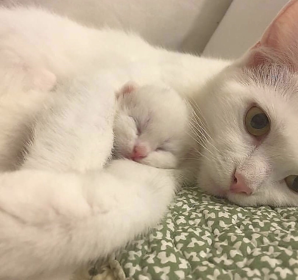 kittens-jpg:   