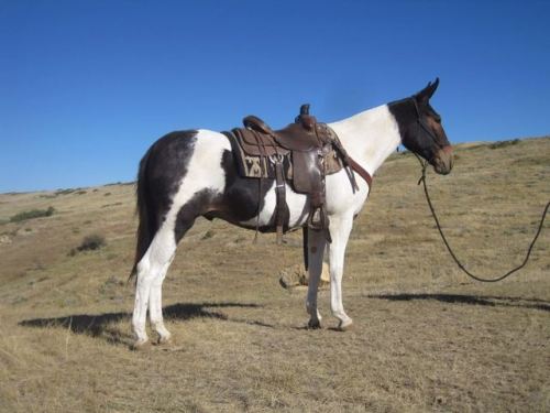 zooophagous:ainawgsd:Paint mules.The coats of mules come in the same varieties as those of horses. C