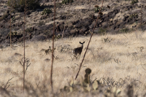 One of a group of deer in this field of agave. The sloping land near the canyon walls was terraced, 