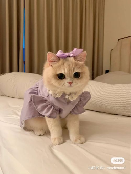 Aww Look At This Kitty