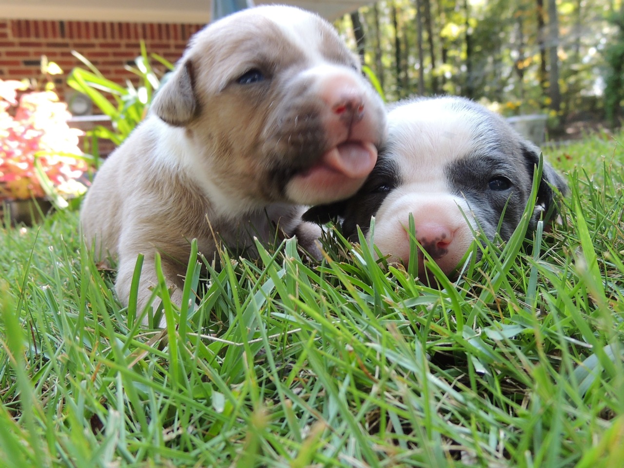 blue nose pitbull puppies craigslist