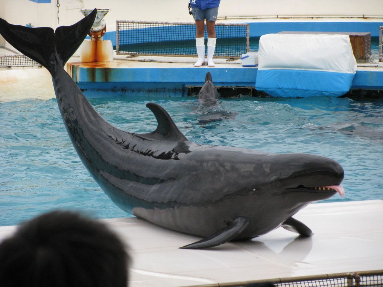 False killer whale gay